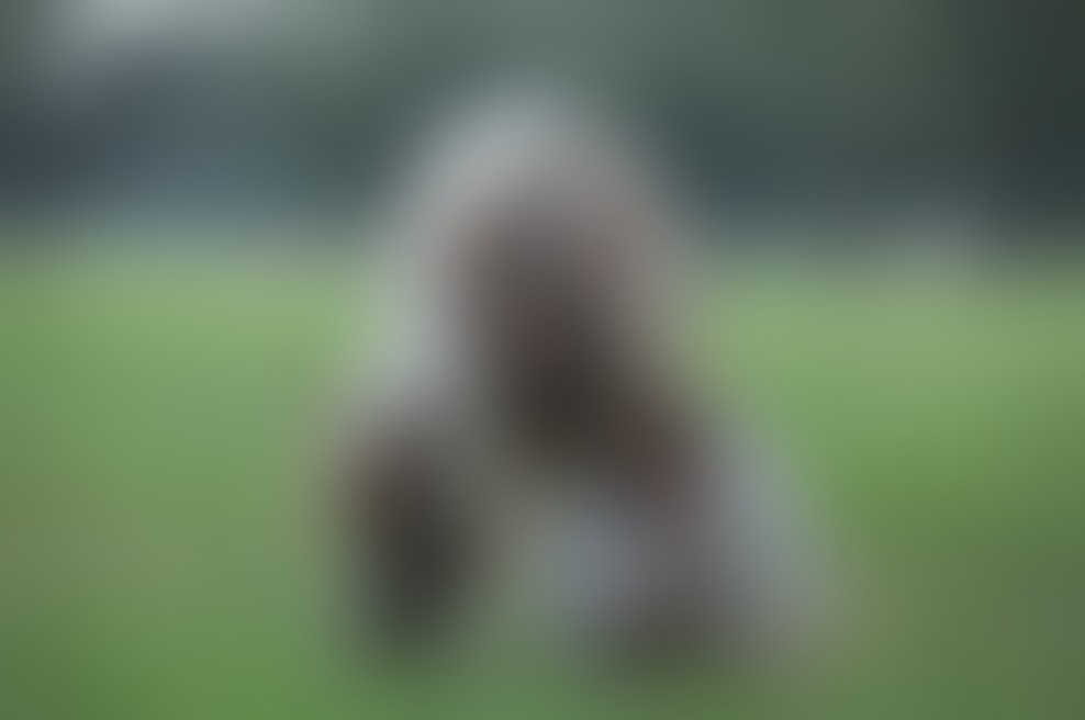 To poletje bo park Kobilarne Lipica za otroke brezplačen!