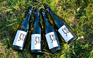 Edvard Reya: Mladi briški vinar z vizijo