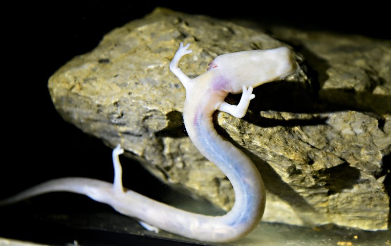 Dokler bo z nami človeška ribica, bo tudi pitna voda - Zanimivosti ...