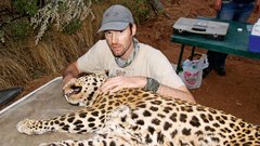 Dr. Krofel z ujetim leopardom v Namibiji.