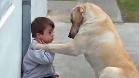 Najbolj ganljiv posnetek na internetu: ko je deček potreboval prijatelja, je bil tam ta labradorec!