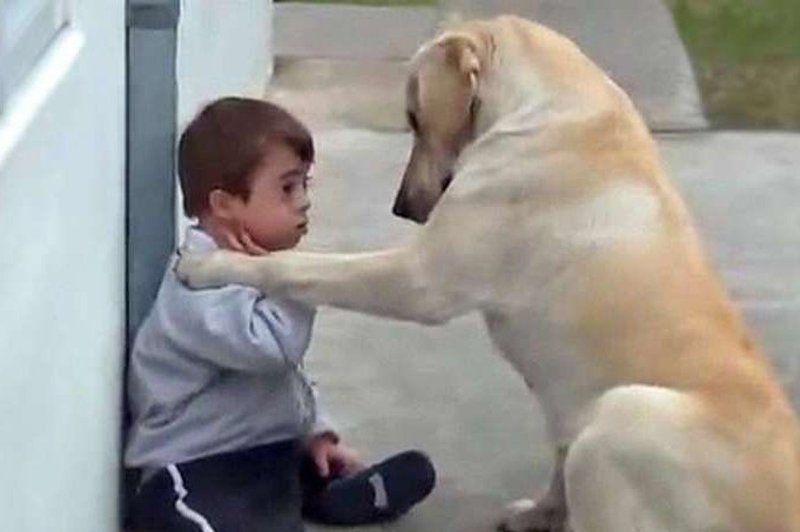 Najbolj ganljiv posnetek na internetu: ko je deček potreboval prijatelja, je bil tam ta labradorec! (foto: youtube)
