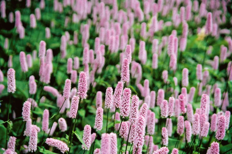 Kačja dresen (Bistorta officinalis) (foto: Profimedia, Shutterstock)