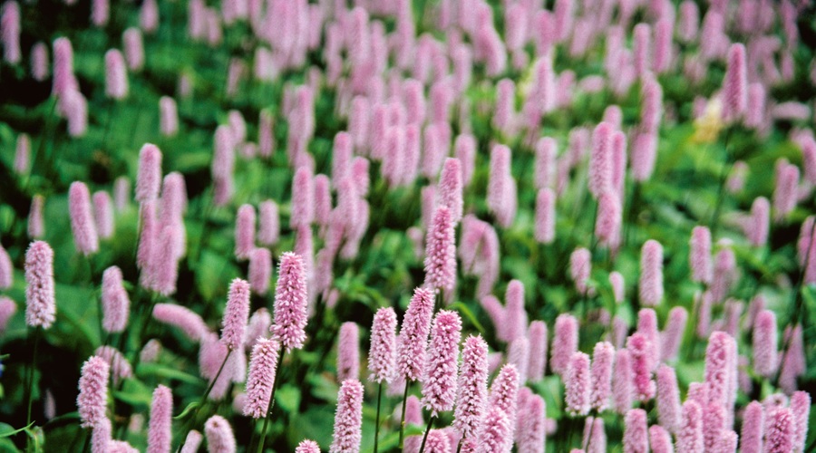 Kačja dresen (Bistorta officinalis) (foto: Profimedia, Shutterstock)