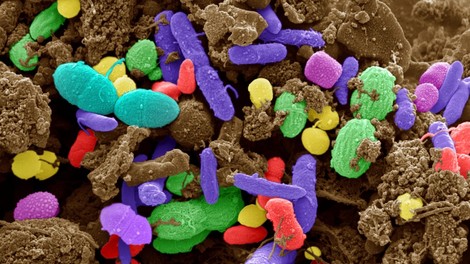 Ste zdravi, vitki in družabni? Za vse to se lahko zahvalite mikrobom v vašem črevesju!
