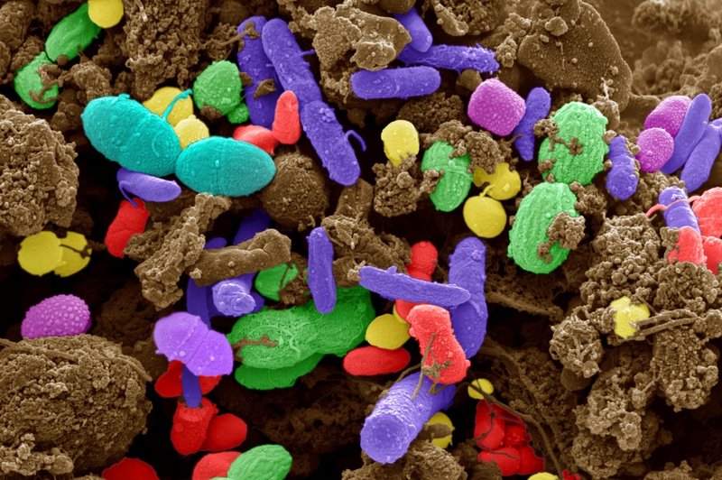 Ste zdravi, vitki in družabni? Za vse to se lahko zahvalite mikrobom v vašem črevesju! (foto: profimedia)