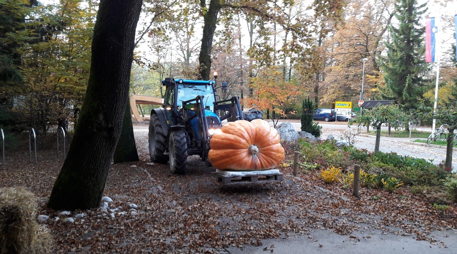 Buča velikanka za medvede (foto: Zoo Ljubljana)