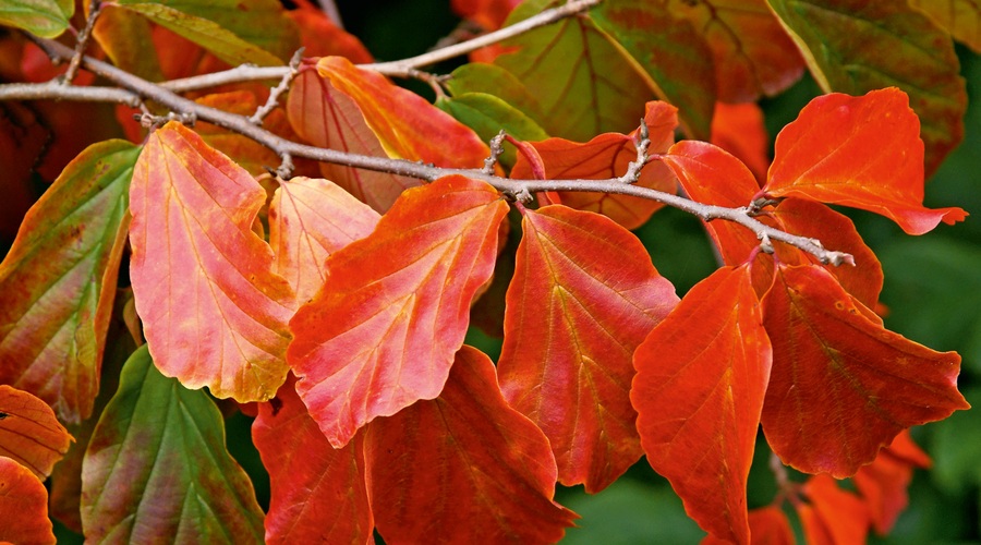 Barvasti listi parocije spominjajo na hrastove liste. (foto: Shutterstock Profimedia)