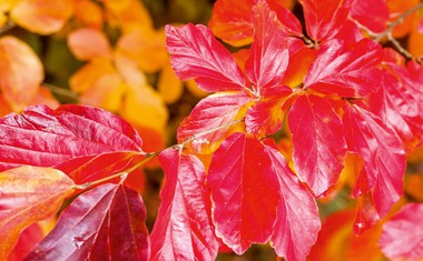 Perzijska bukev: Žareči listi za čudovito jesen
