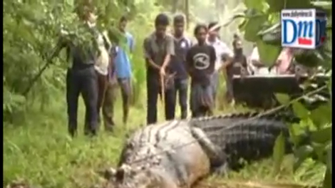 Na Šrilanki iz kanala rešili 5-metrskega krokodila