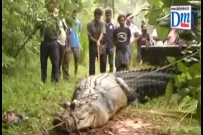 Rešili največjega krokodila na Šrilanki (foto: Daily Mirror @ YouTube)