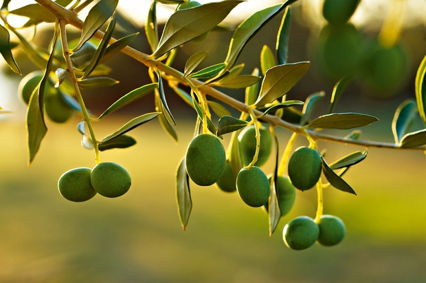 Med prezimitvijo 
oljk ne gnojite.  (foto: Fotografije: Shutterstock, Profimedia)