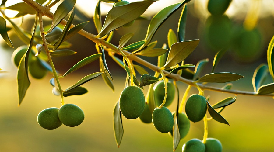 Med prezimitvijo 
oljk ne gnojite.  (foto: Fotografije: Shutterstock, Profimedia)
