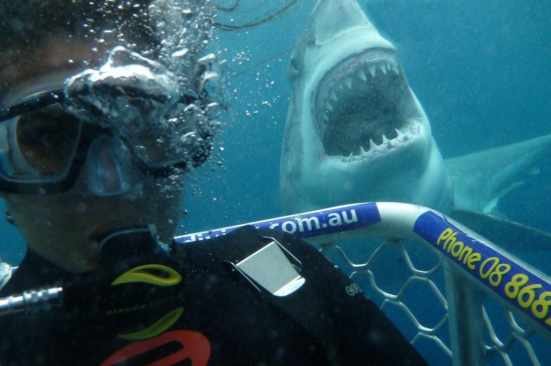 Zaradi selfijev umre več ljudi kot zaradi napada morskega psa! (foto: profimedia)
