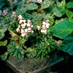 Begonija (Begonia boweri) (foto: Profimedia)
