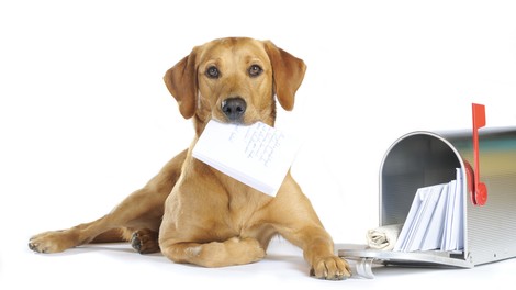 V Nemčiji psi vsako leto ogrizejo 1500 pismonoš!