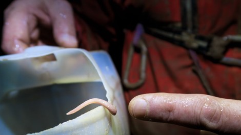 Prva jamska pijavka na svetu odkrita v Čaganki na Dolenjskem