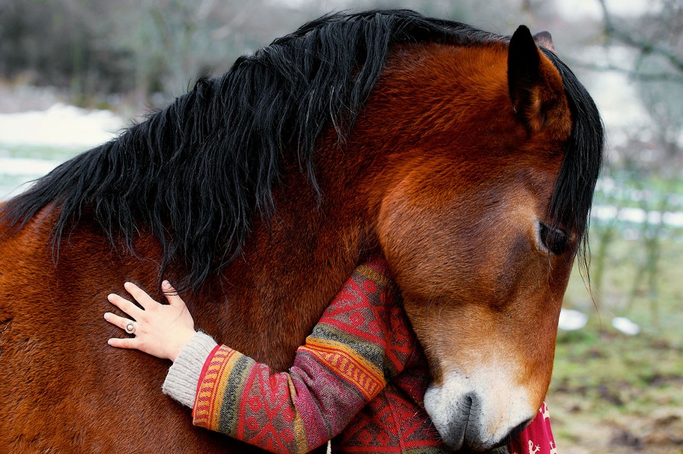Brežiško sodišče zaradi mučenja konj lastnika obsodilo na  8 mesecev zapora! (foto: Mina Jereb, osebni arhiv in Shutterstock)