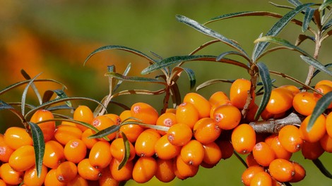 Rakitovec je divje sadje, ki je polno vitaminov