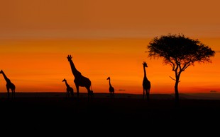Stvari so resne! Žirafe so uvrstili na rdeč seznam vrst, ki jim grozi izumrtje!