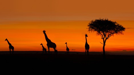 Stvari so resne! Žirafe so uvrstili na rdeč seznam vrst, ki jim grozi izumrtje!