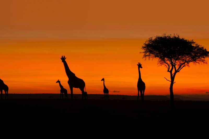 Stvari so resne! Žirafe so uvrstili na rdeč seznam vrst, ki jim grozi izumrtje! (foto: profimedia)