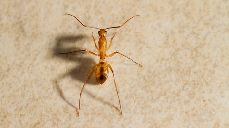 ZDA: V Teksasu imajo težave z mravljami, ki so nore na elektriko!