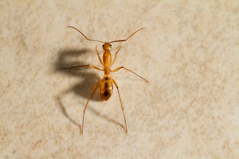 ZDA: V Teksasu imajo težave z mravljami, ki so nore na elektriko! (foto: profimedia)