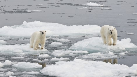 Na Arktiki beležijo rekordno visoke temperature, led pa se neusmiljeno topi!