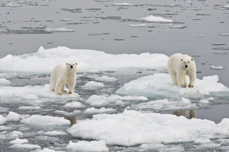 Na Arktiki beležijo rekordno visoke temperature, led pa se neusmiljeno topi! (foto: profimedia)