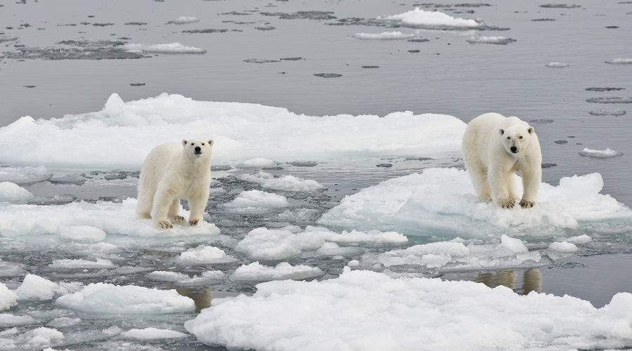Na Arktiki beležijo rekordno visoke temperature, led pa se neusmiljeno topi! (foto: profimedia)