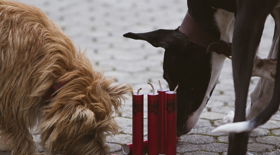 Pasja pekarna HOV-HOV z agencijo Luno s Crackin' Dog petardami za kužke in prvim pasjim radiom! (foto: Crackin' Dog)