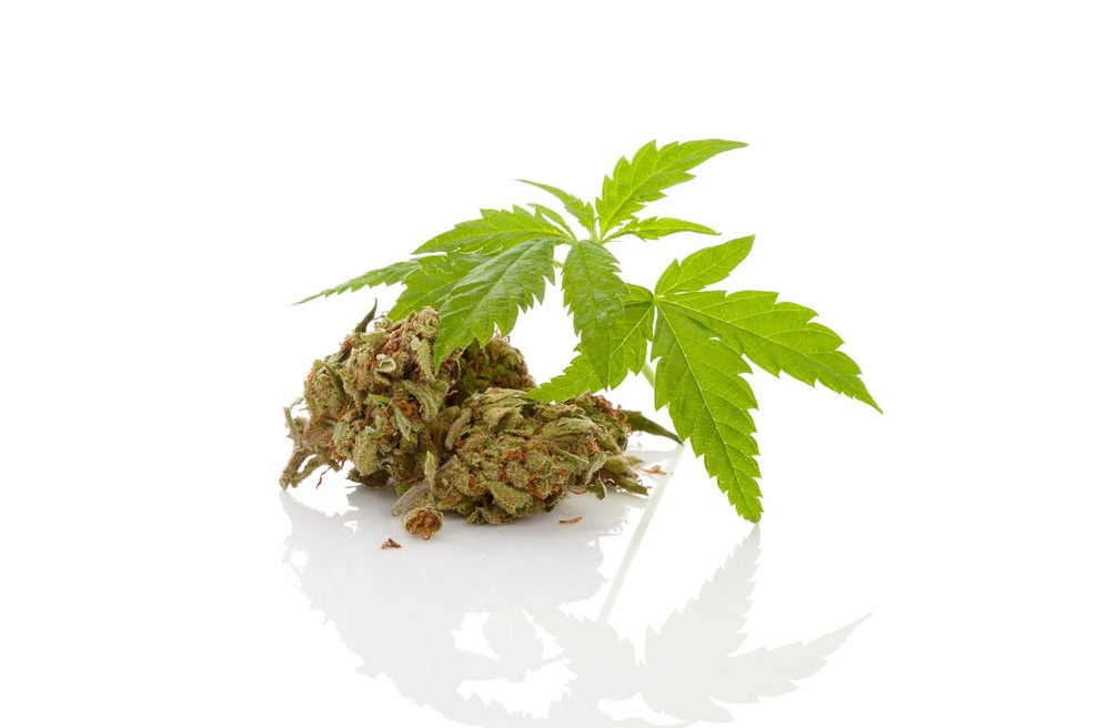 Obeta se legalizacija vršičkov konoplje za uporabo v medicini (foto: profimedia)