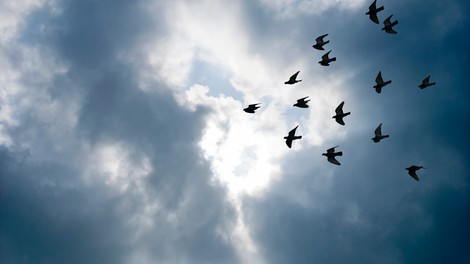 Bolezen ptičje gripe prihaja tudi v Slovenijo! Ta tip gripe tokrat ni nevaren ljudem!