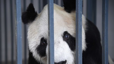 Kitajska: Poginil je najstarejši samec velikega pande Pan Pan!