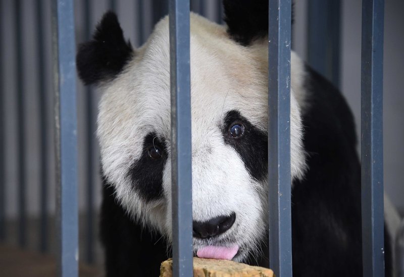 Kitajska: Poginil je najstarejši samec velikega pande Pan Pan! (foto: profimedia)