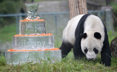 Kitajska: Poginil je najstarejši samec velikega pande Pan Pan!