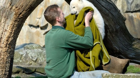 V berlinskem živalskem vrtu so navdušeni nad Knutom - mladičkom polarnega medveda!