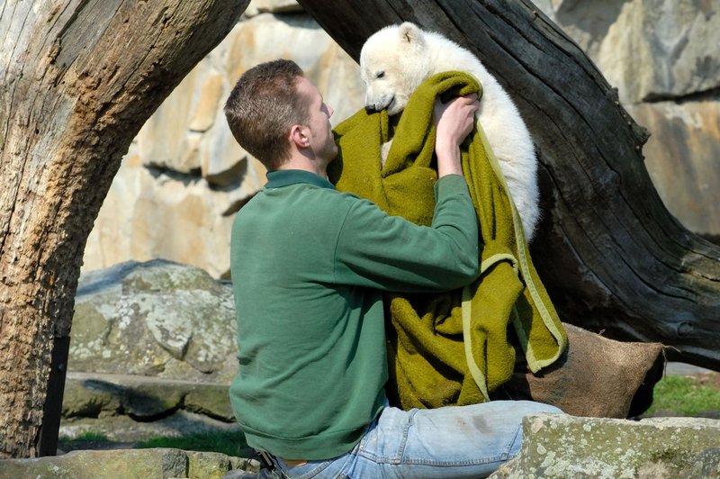 V berlinskem živalskem vrtu so navdušeni nad Knutom - mladičkom polarnega medveda! (foto: profimedia)