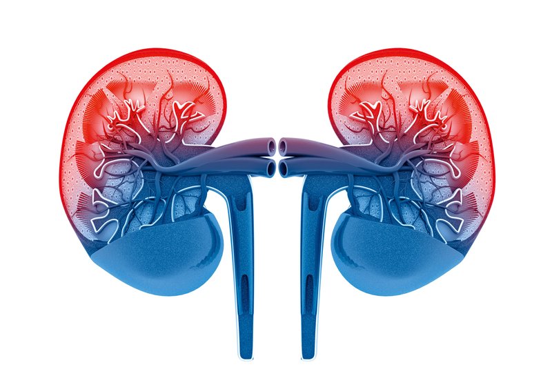 Za svoje ledvice lahko najbolje poskrbimo kar sami (foto: Shutterstock)