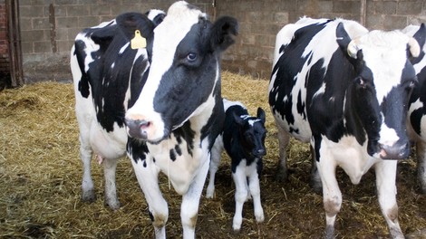 Velika Britanija: Odkrili novo obliko bolezni norih krav pri človeku!