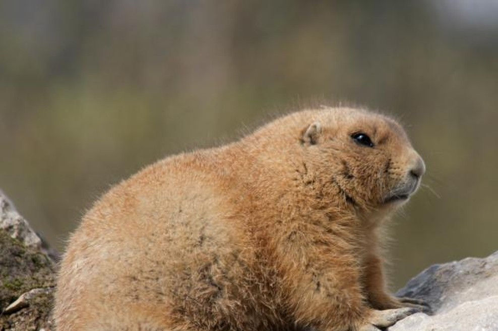 Zima bo trajala še 6 tednov, napoveduje svizec Phil! (foto: Tjaša Zajc/STA)