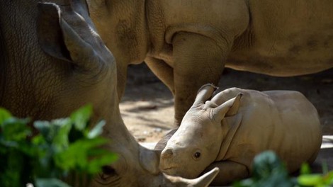 V živalskem vrtu v Izraelu se je skotil beli nosorog