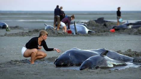 Na obali Nove Zelandije nasedlo več kot 400 kitov, živih še 90!