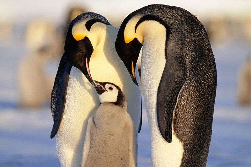 Iz nemškega živalskega vrta ukradli pingvina (foto: profimedia)
