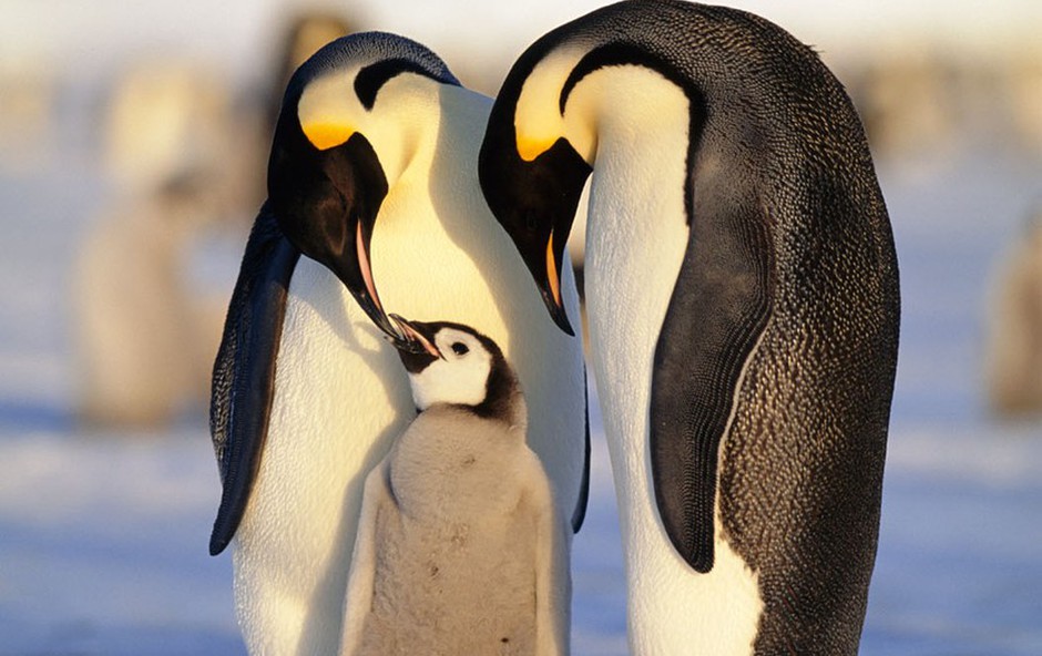Iz nemškega živalskega vrta ukradli pingvina (foto: profimedia)