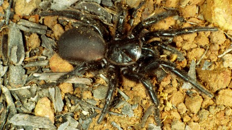 Piran: Razstava največjih ptičjih pajkov in škorpijonov na svetu
