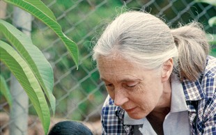 Jane Goodall: Človek ni edino bitje, ki prejema in daje ljubezen