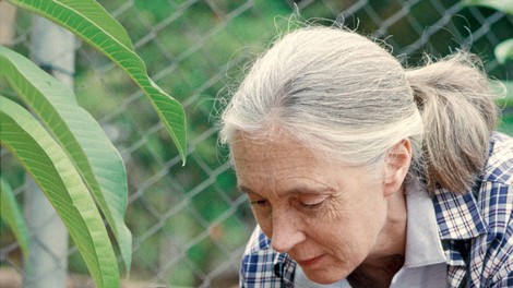 Jane Goodall: Človek ni edino bitje, ki prejema in daje ljubezen