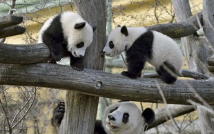 Dunajski živalski vrt: dvojčka pande prvič v zunanji ogradi